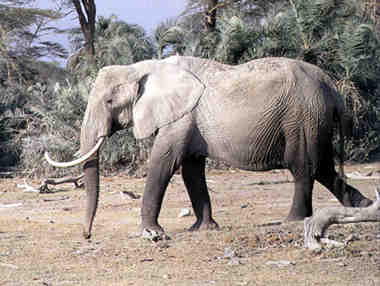 D:\123\elephant.jpg