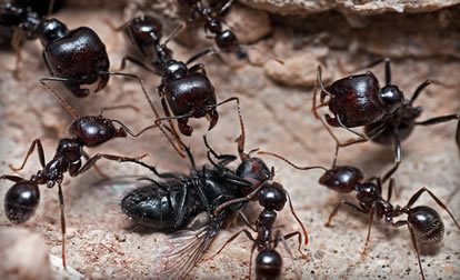 http://www.naturelifepark.com/news/foto/big/41_Ants.jpg