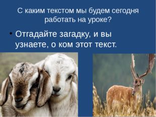 С каким текстом мы будем сегодня работать на уроке? Отгадайте загадку, и вы у