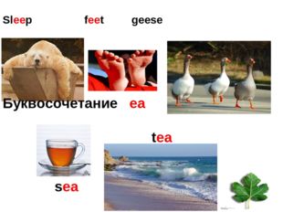  Sleep feet geese Буквосочетание ea tea leaf sea 