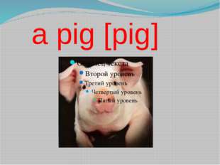  a pig [pig] 