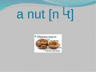 a nut [nʌt] a nut 