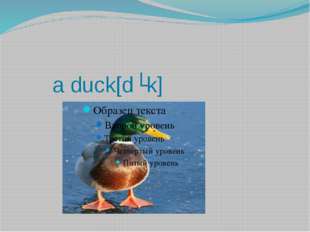a duck[dʌk] 