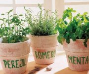 Natural flowers in clay pots