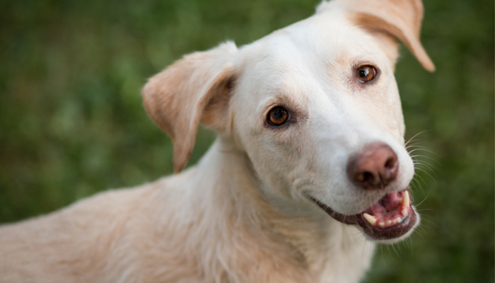 How to Teach Your Dog Some Basic Nose Work